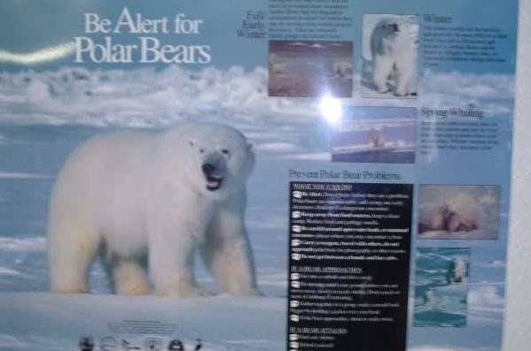 Polar bear signs!