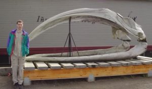 Bowhead whale bones