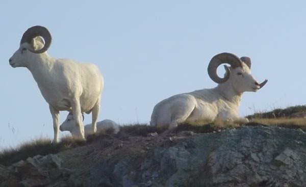 n27418357_39328113_8266