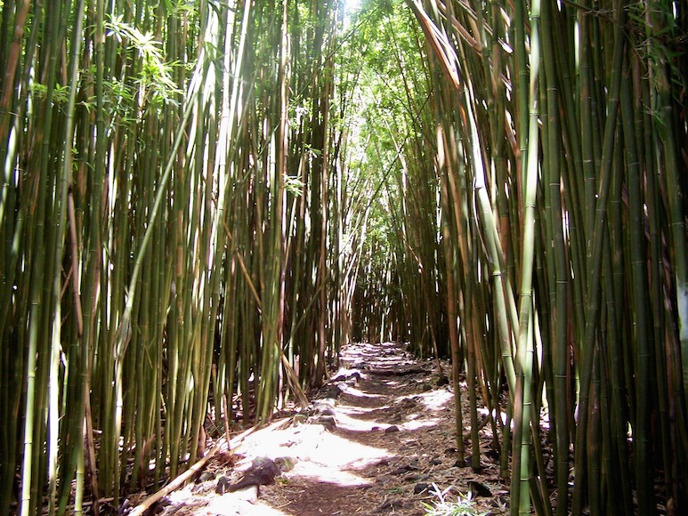 Bamboo forest