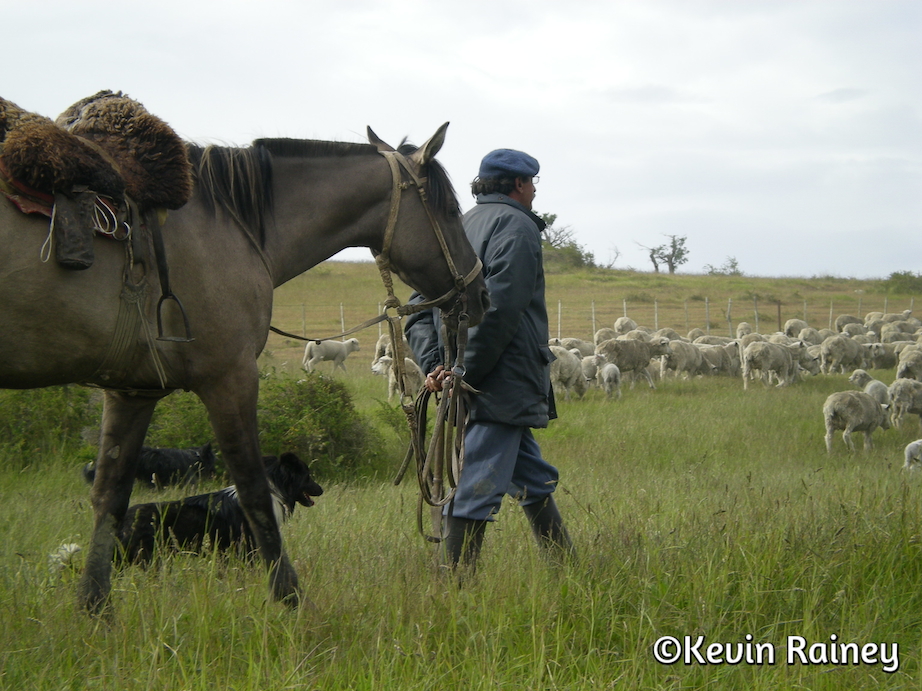 Sheep herder near Torres del Paine