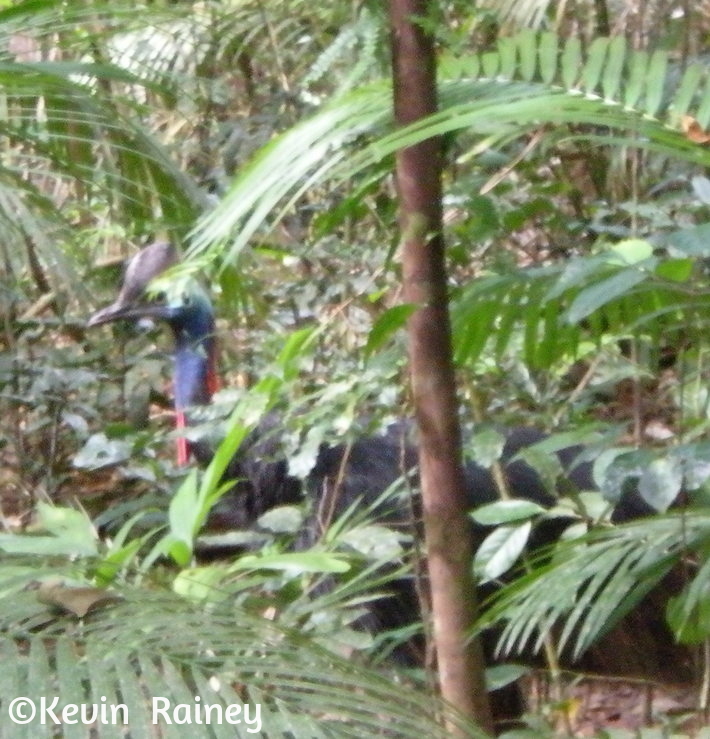 The elusive cassowary