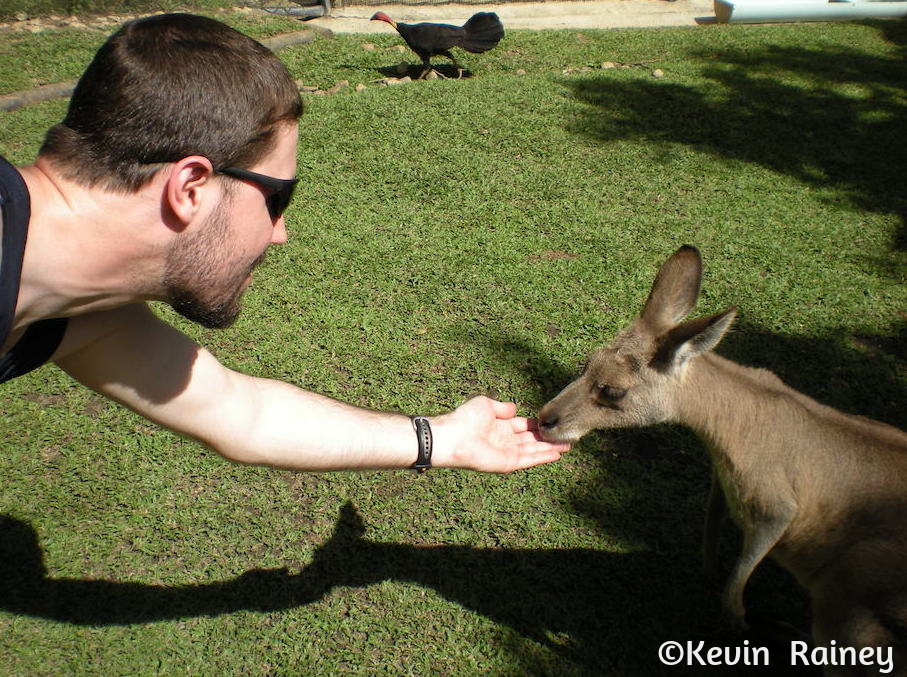 Feeding a kangaroo