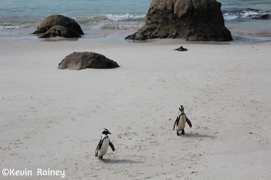 African penguins