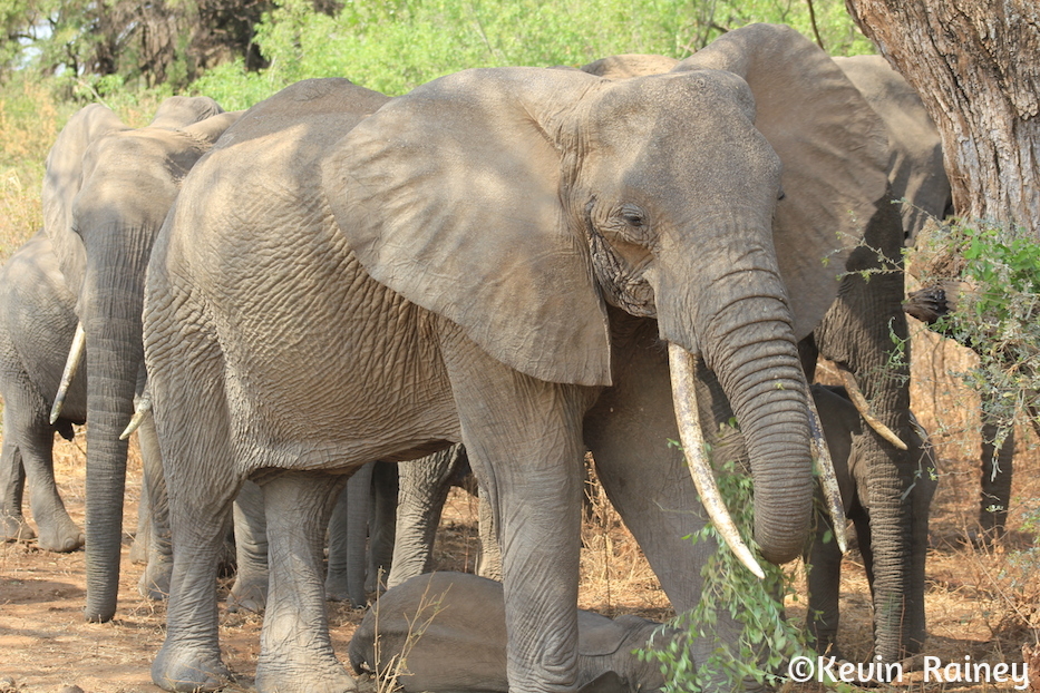 Elephant herd near Lake Manyara