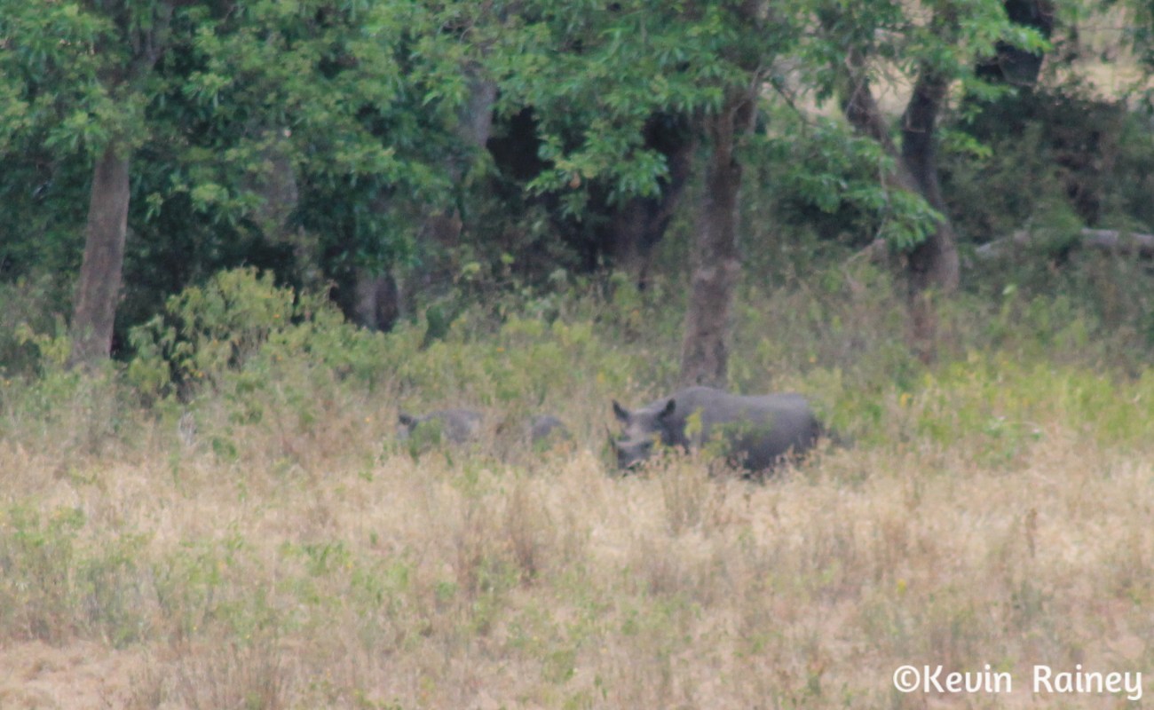Rhino sighting!