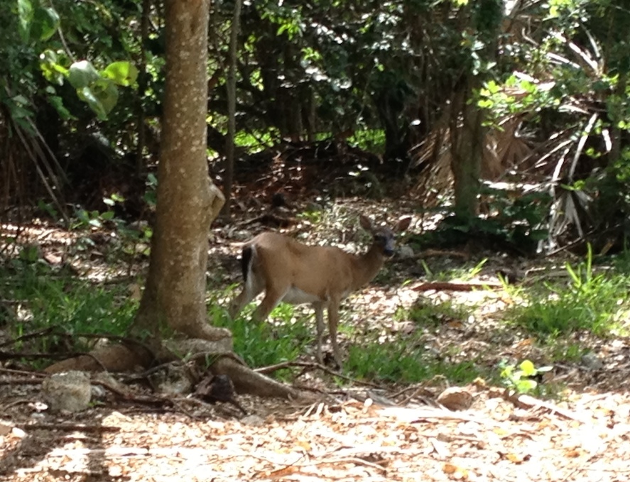 Key deer