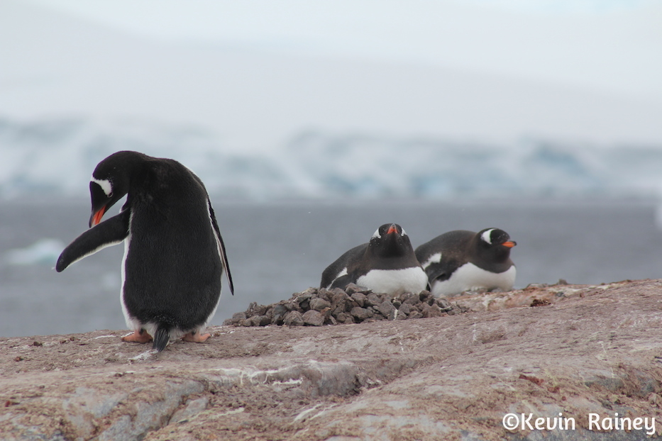 IMG_8245_zps2e6a579b