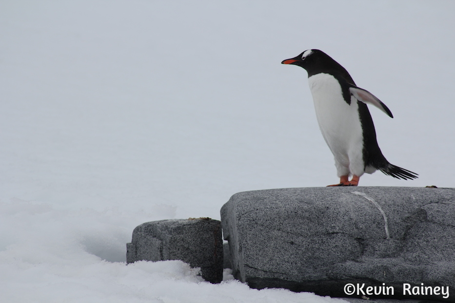 IMG_8274_zpsd0a8e715