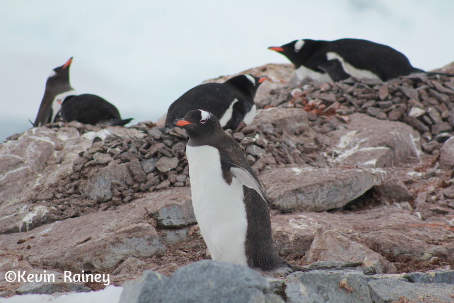 IMG_8294_zps95907272