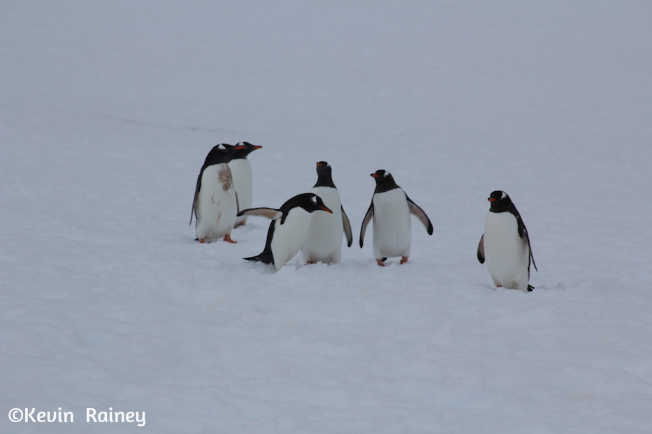 IMG_8330_zps54320a9c