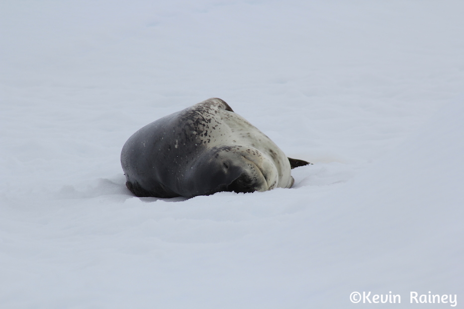 IMG_8630_zps94c7e3df