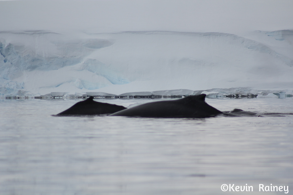 IMG_8726_zps2fac00a4