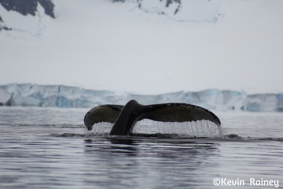 IMG_8738_zpsd4c633fc